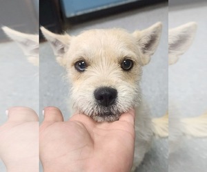 Mutt Dogs for adoption in Stephens City, VA, USA