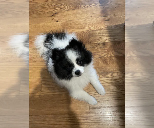 Medium Photo #1 Pomeranian Puppy For Sale in FRANKFORT, KY, USA