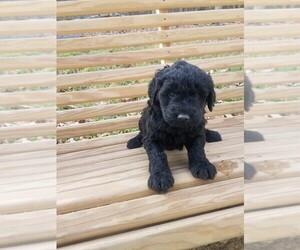 Labradoodle Puppy for sale in SPENCER, TN, USA