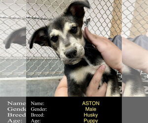Siberian Husky-Unknown Mix Dogs for adoption in Cedar Crest, NM, USA