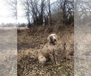 Father of the Weimaraner puppies born on 01/25/2024