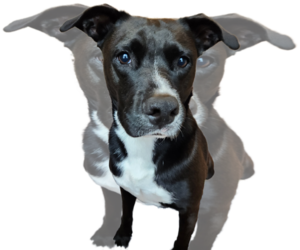 Ember - Female American Staffordshire Terrier-Unknown Mix Dog for Adoption - Photo #20