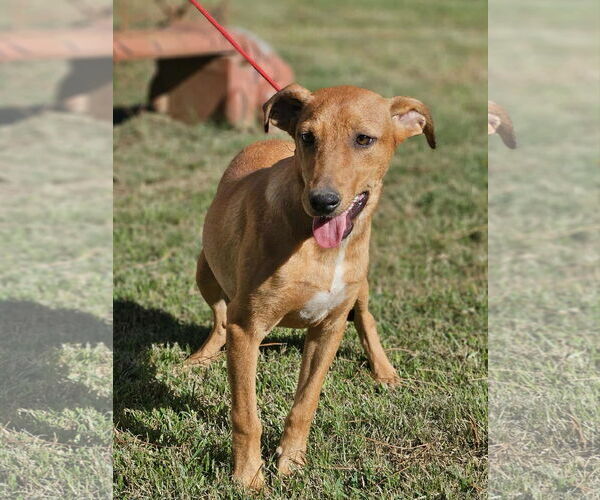 Medium Photo #15 Mutt Puppy For Sale in Wakefield, RI, USA