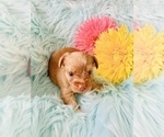 Small Photo #6 Yorkshire Terrier Puppy For Sale in LA SIERRA, CA, USA