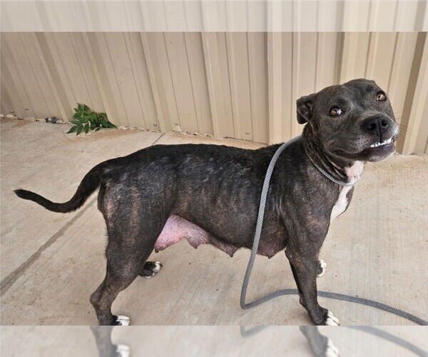 Medium Photo #2 American Pit Bull Terrier-Unknown Mix Puppy For Sale in Lakewood, CO, USA