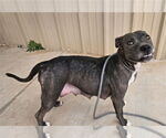 Small #1 American Pit Bull Terrier Mix