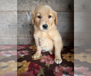 Golden Retriever Puppy for sale in VERMONTVILLE, MI, USA