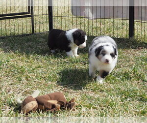 Miniature American Shepherd Puppy for sale in STARK CITY, MO, USA