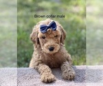 Small Photo #20 Goldendoodle Puppy For Sale in CROTON, MI, USA