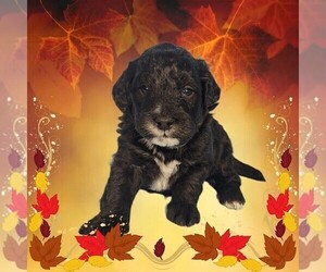 Medium Bernedoodle (Miniature)