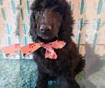 Small Photo #8 Poodle (Standard) Puppy For Sale in EDGEWOOD, NM, USA