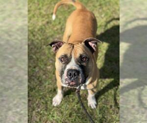 American Bulldog-Unknown Mix Dogs for adoption in Fort Lauderdale, FL, USA