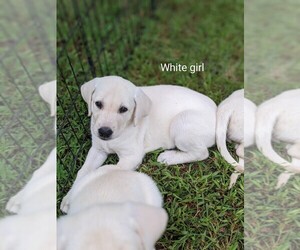 Labrador Retriever Puppy for Sale in WAGENER, South Carolina USA