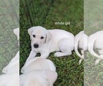 Puppy 10 Labrador Retriever