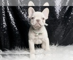 Small #2 French Bulldog