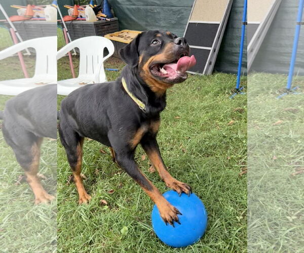 Medium Photo #4 Rottweiler Puppy For Sale in Mooresville, NC, USA
