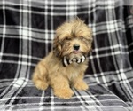 Small #1 Shih-Poo