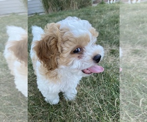 ShihPoo Puppy for sale in GRIMES, IA, USA