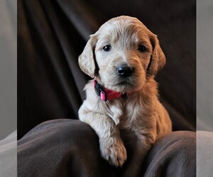 Goldendoodle Puppy for sale in SALADO, TX, USA