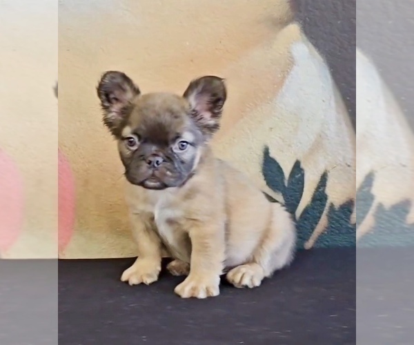 Medium Photo #12 French Bulldog Puppy For Sale in DALLAS, TX, USA