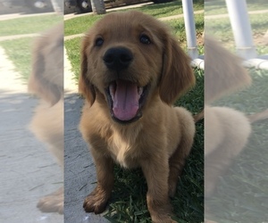 Golden Retriever Puppy for sale in SANTA ANA, CA, USA