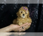 Small Photo #107 Poodle (Toy) Puppy For Sale in WARSAW, IN, USA