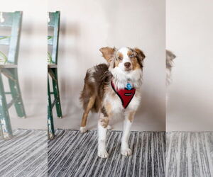 Australian Shepherd Dogs for adoption in St. Louis Park, MN, USA