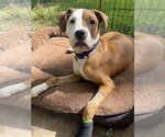 Small #3 Boxer Mix