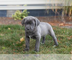 Cane Corso Puppy for sale in BOURBON, IN, USA