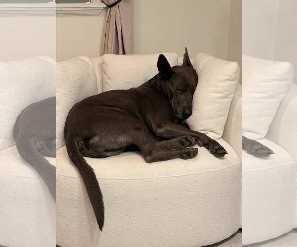 Medium Photo #5 Mutt Puppy For Sale in Sandy, UT, USA