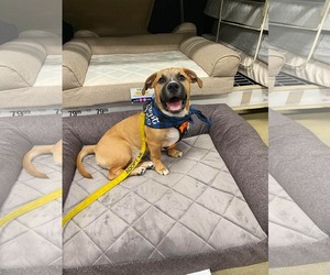 Mutt Dogs for adoption in Derwood, MD, USA