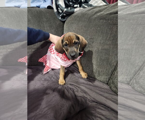 Medium Photo #2 Mutt Puppy For Sale in Plainfield, IL, USA