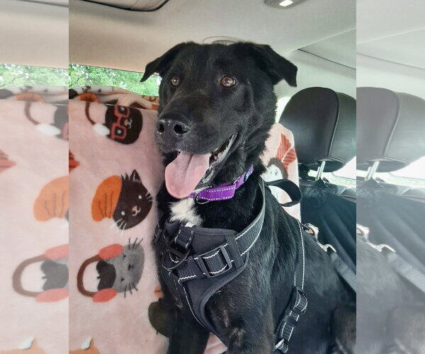 Medium Photo #8 Labrador Retriever-Unknown Mix Puppy For Sale in Mount Laurel, NJ, USA