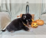AKC Huba Huba - Male Chihuahua Puppy for Sale - Photo #4