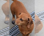 Small #3 Dachshund