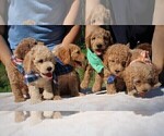 Small Photo #53 Goldendoodle Puppy For Sale in TIMBERLAKE, NC, USA