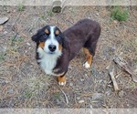 Small Photo #1 Bernese Mountain Dog Puppy For Sale in BLACK FOREST, CO, USA