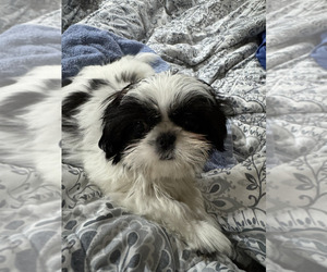 Shih Tzu Puppy for sale in CRITTENDEN, KY, USA