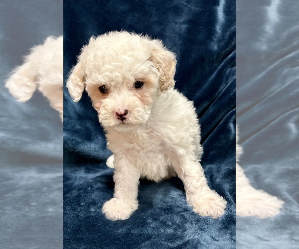Medium Photo #2 Poodle (Miniature) Puppy For Sale in FAIR HAVEN, MI, USA
