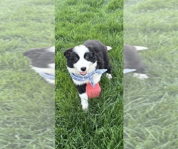 Medium Photo #5 Australian Shepherd Puppy For Sale in GREENFIELD, IN, USA