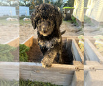 Small Photo #2 Aussiedoodle Puppy For Sale in JACKSONVILLE, NC, USA