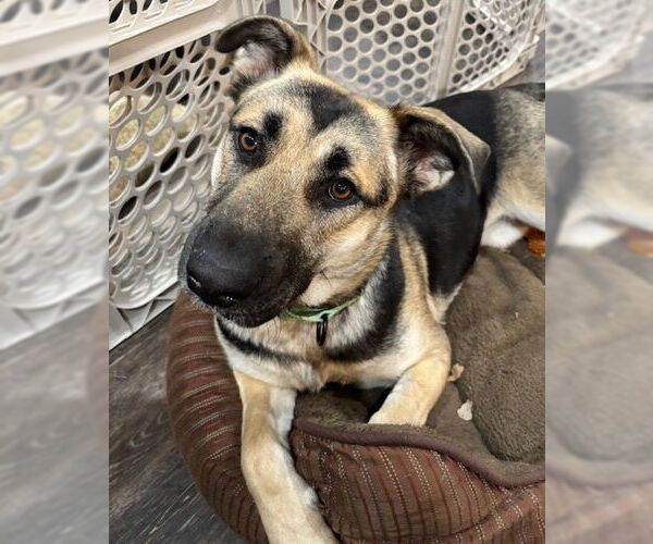 Medium Photo #4 German Shepherd Dog-Unknown Mix Puppy For Sale in Brooklyn Center, MN, USA