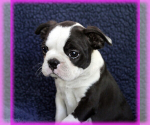 Boston Terrier Puppy for sale in BROOKSVILLE, FL, USA
