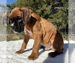 AKC Art - Male Boxer Puppy for Sale - Photo #11