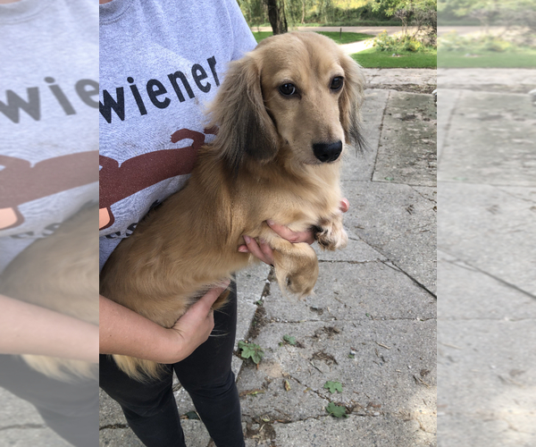 Medium Photo #1 Dachshund Puppy For Sale in BELDING, MI, USA