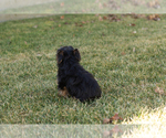 Small #2 Yorkshire Terrier