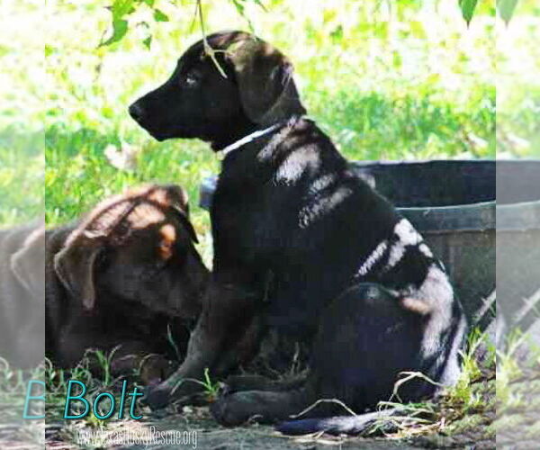 Medium Photo #4 Labrador Retriever-Siberian Husky Mix Puppy For Sale in Carrollton, TX, USA