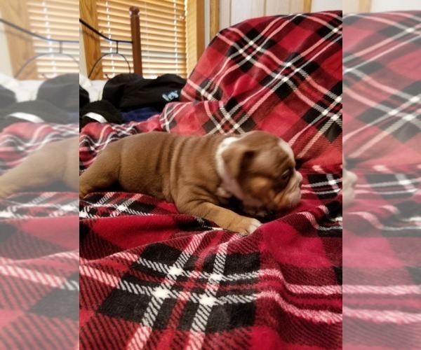 Medium Photo #1 Olde English Bulldogge Puppy For Sale in FREDERICKTOWN, OH, USA