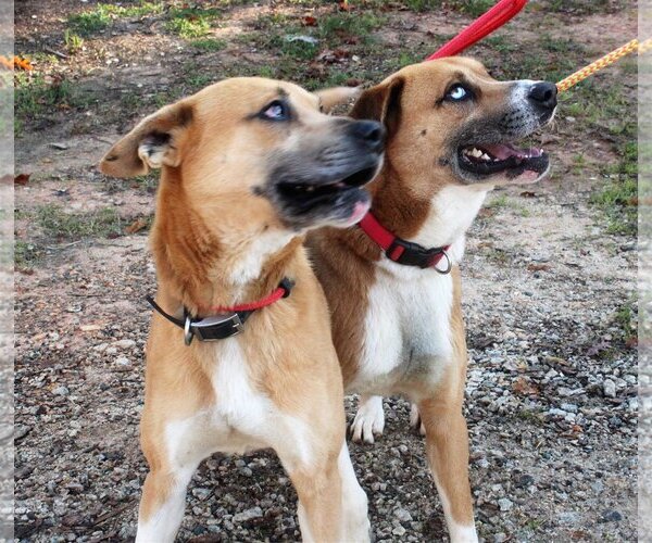 Medium Photo #5 Mutt Puppy For Sale in McCormick, SC, USA