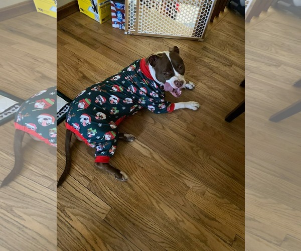 Medium Photo #3 American Pit Bull Terrier-Unknown Mix Puppy For Sale in Germantown, OH, USA